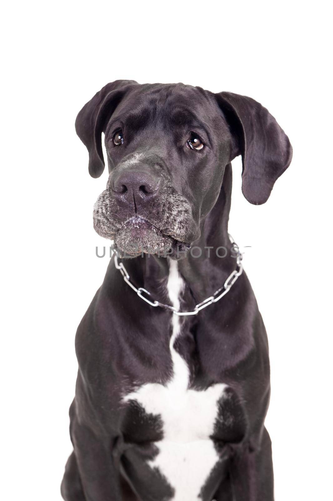 Black Great Dane on white by RosaJay