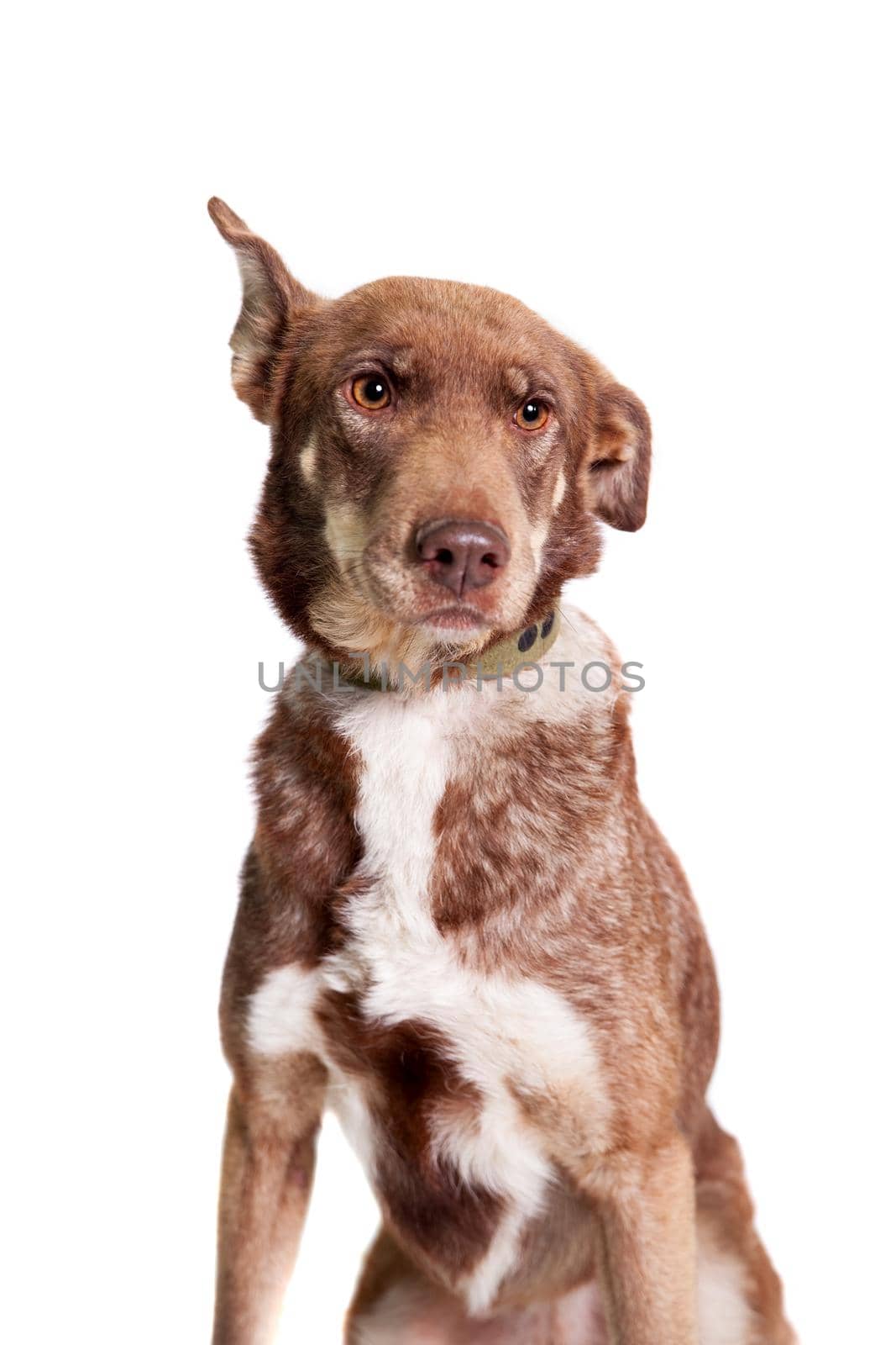 Mixed breed dog on white by RosaJay