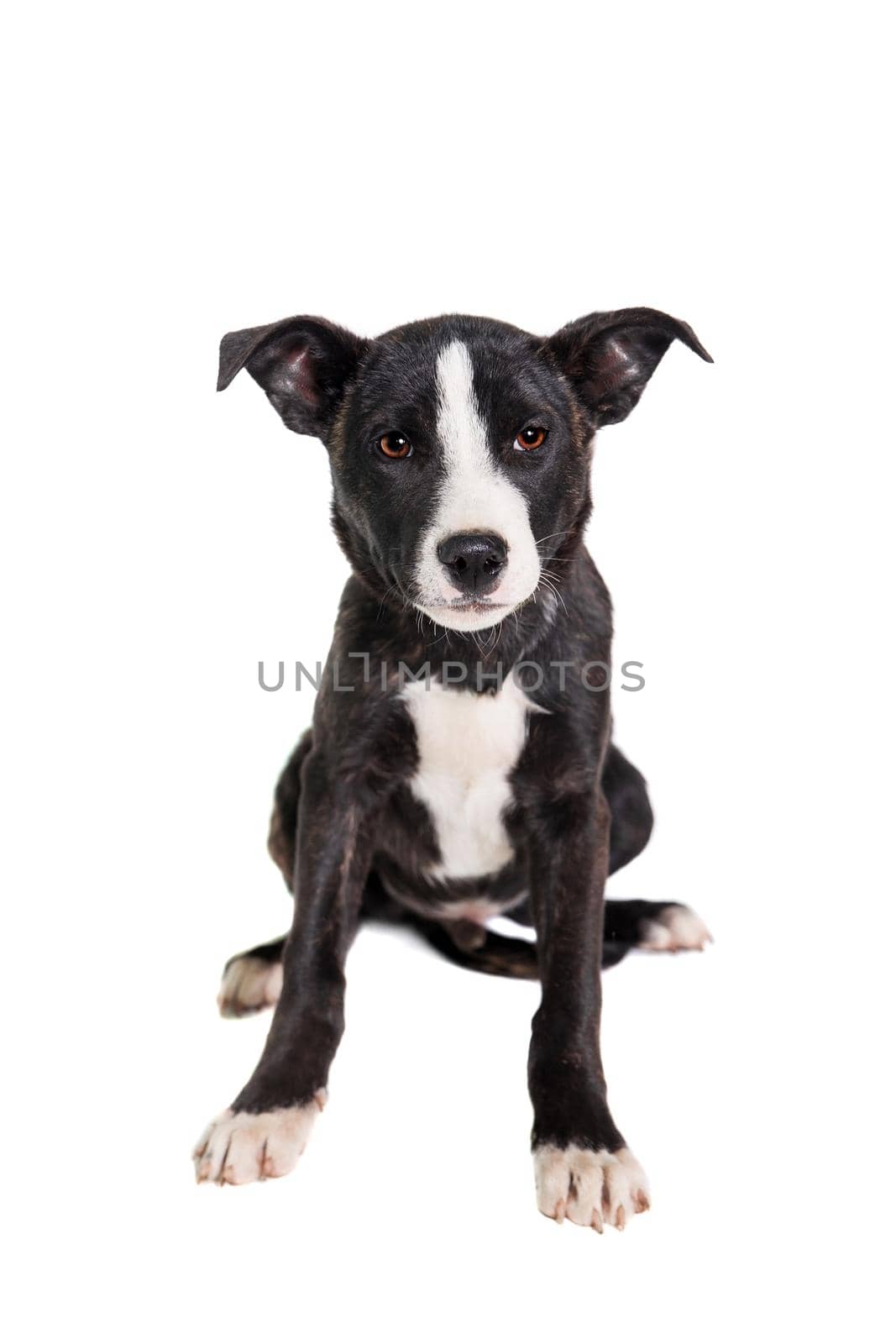 Mixed breed puppy isolated on a white background