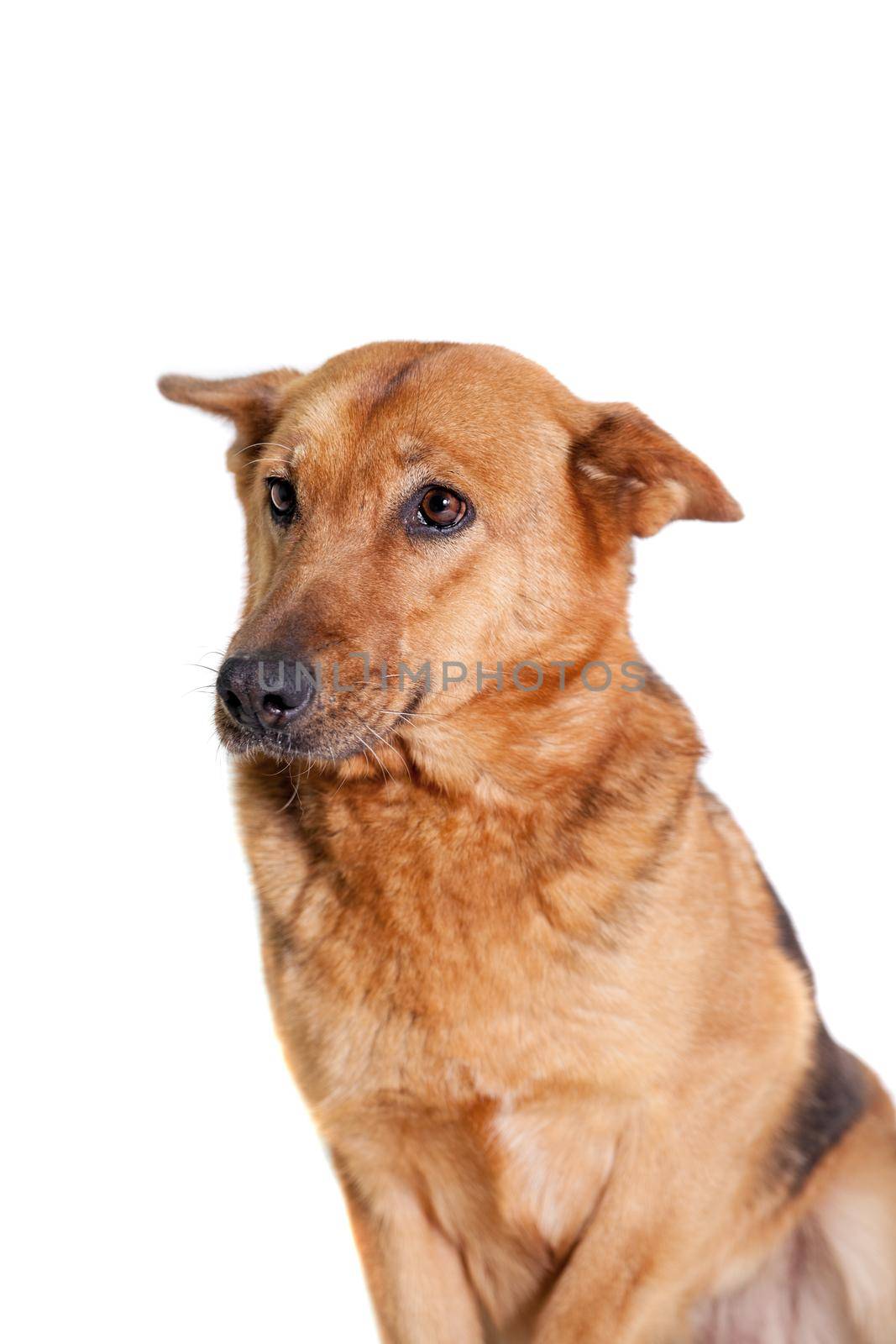 The East-european dog isolated on the white background