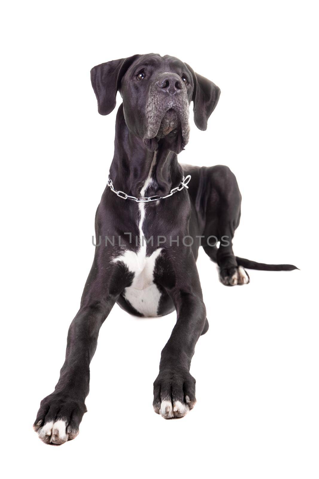 Black Great Dane on white by RosaJay