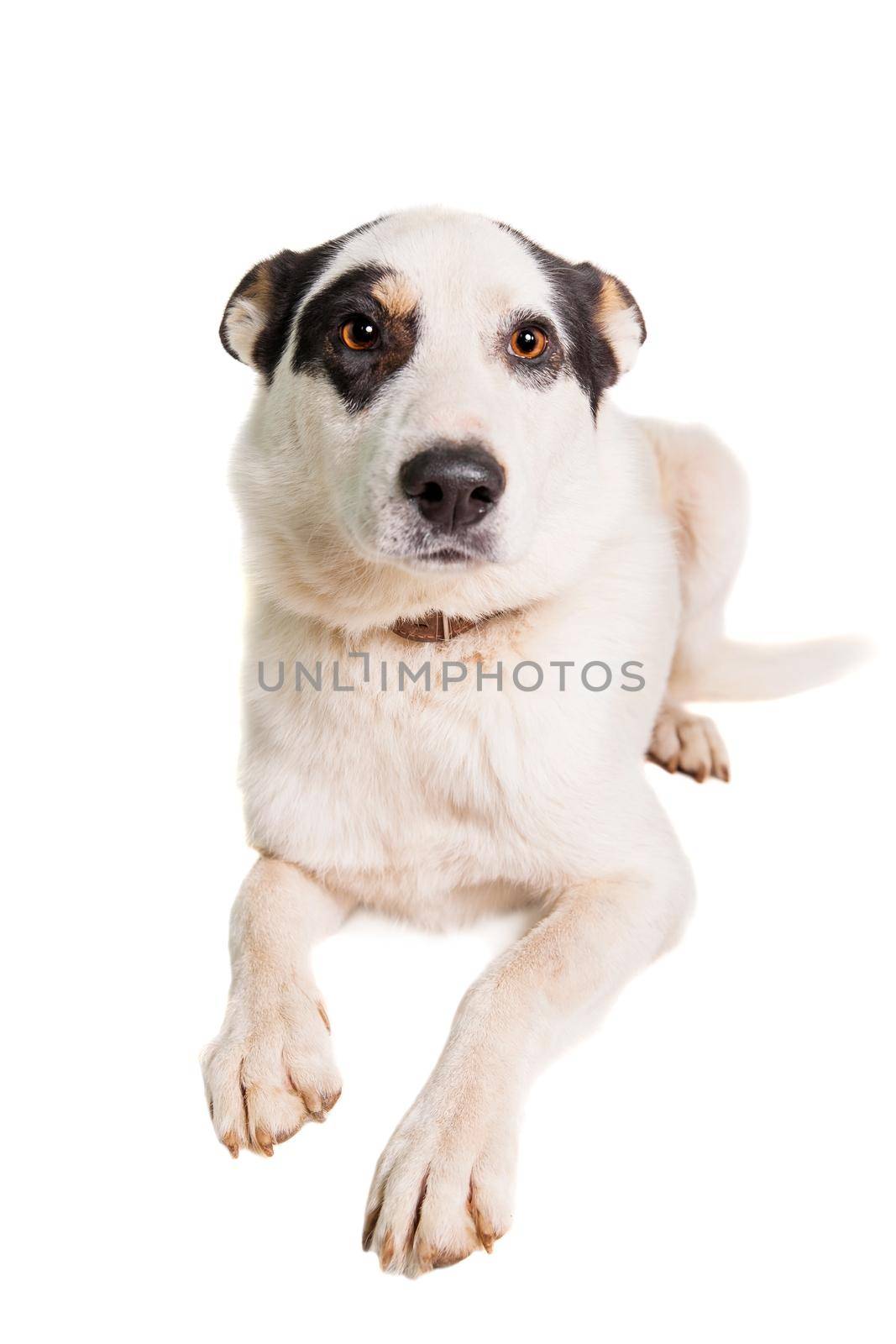 Mixed breed dog on white by RosaJay