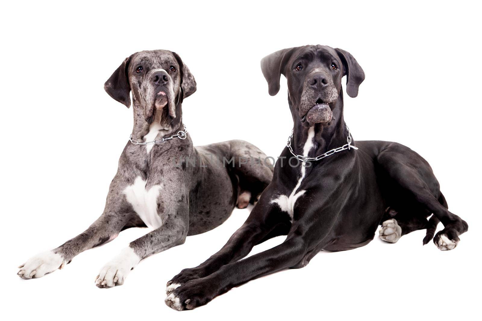 Two great Dane dogs isolated on white background