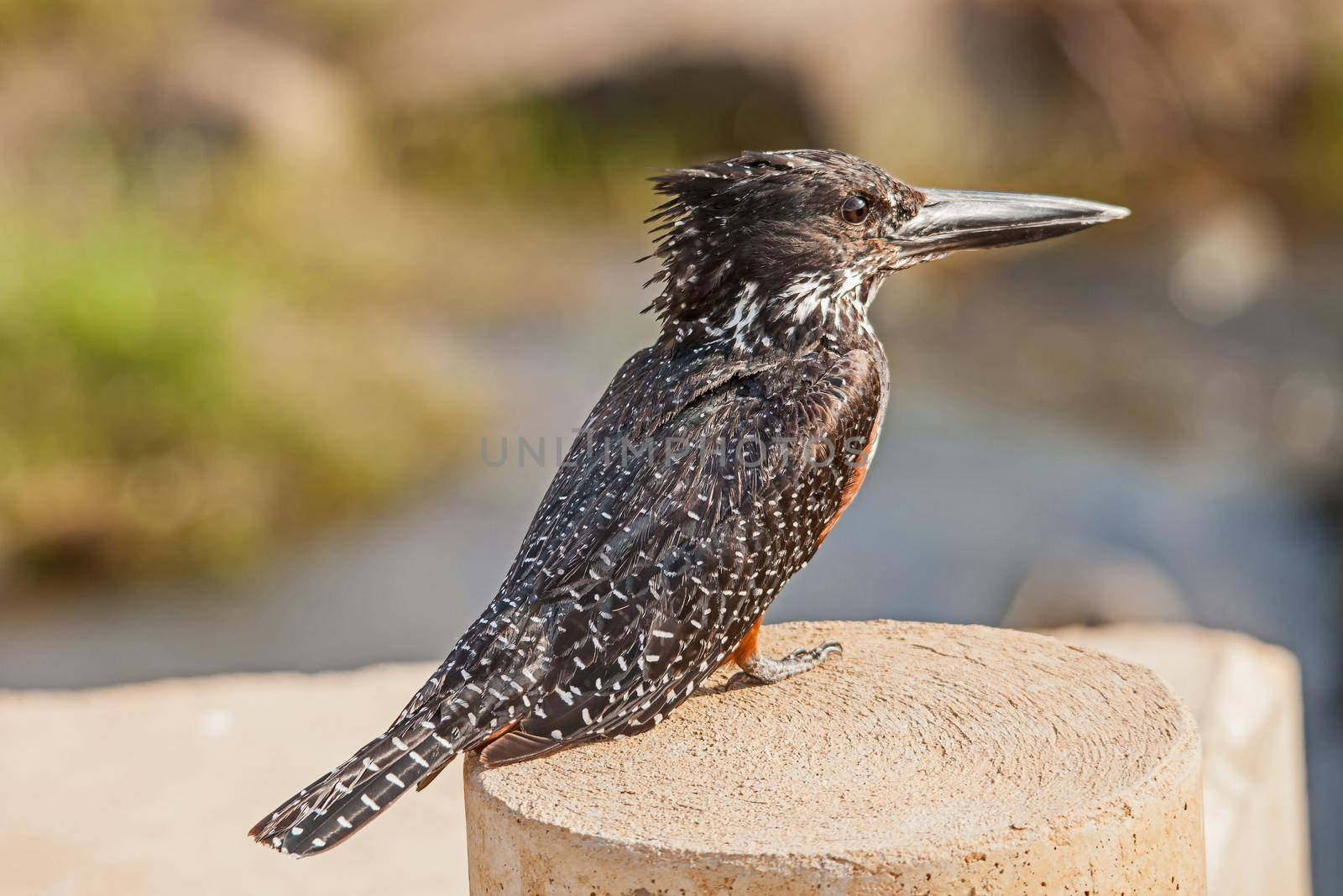 A Giant Kingfisher (Megeceryle maximus) perched on a low bridge in Kruger National Park. South Africa