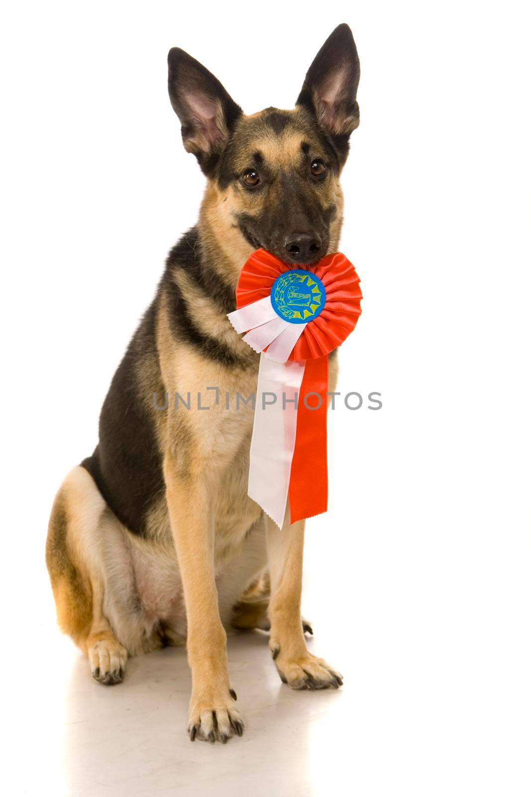The East-european dog isolated on the white background