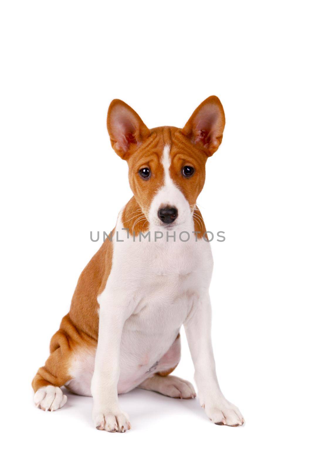 Little Basenji puppy, 2 month, on the white background