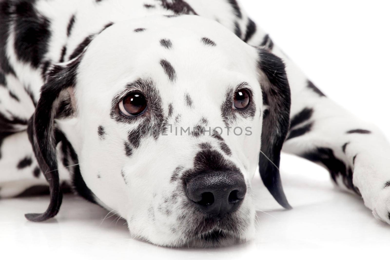 Dalmatian dog, isolated on white by RosaJay