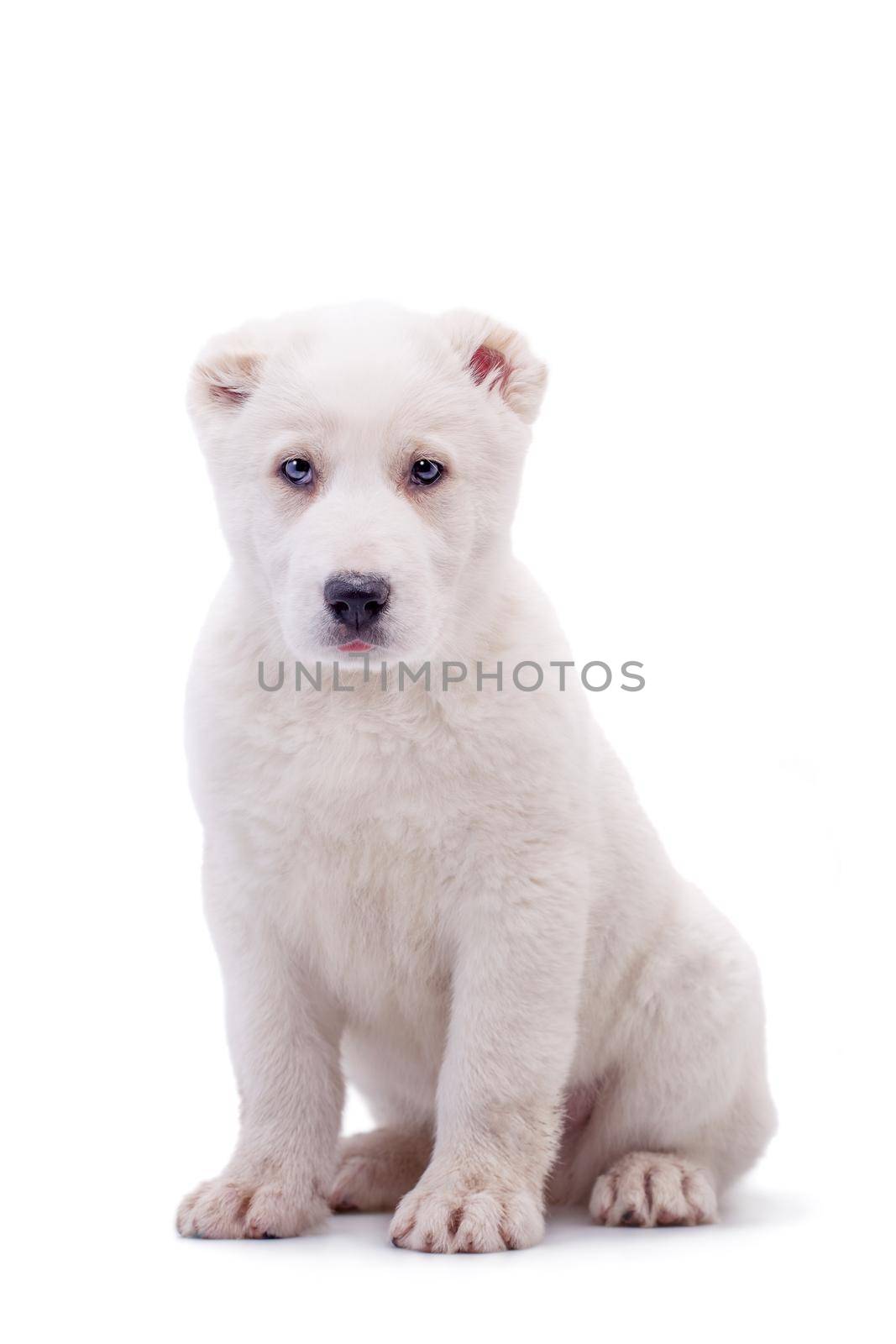 Portrait of a white middle-Asian Shepherd, puppy, isolated on white