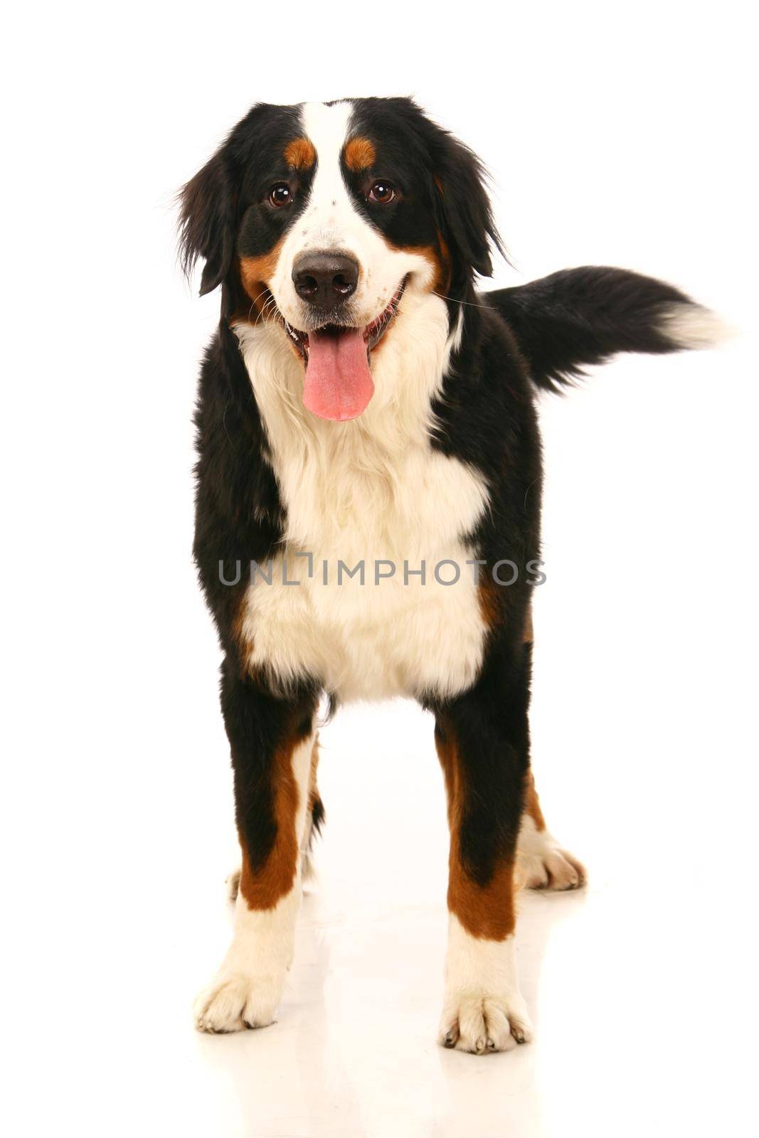 Bernese mountain dog on white by RosaJay