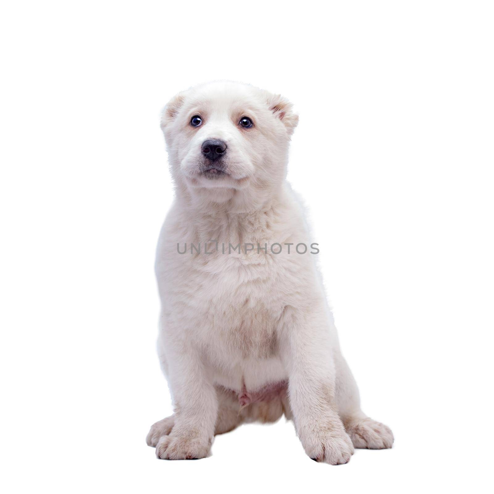 Portrait of a white middle-Asian Shepherd, puppy, isolated on white