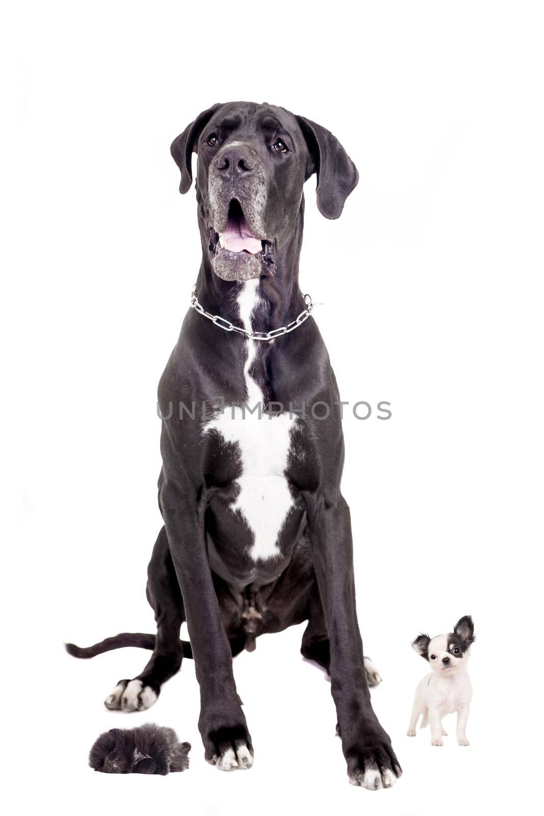 Great Dane with chihuahua and Pomeranian puppies on white