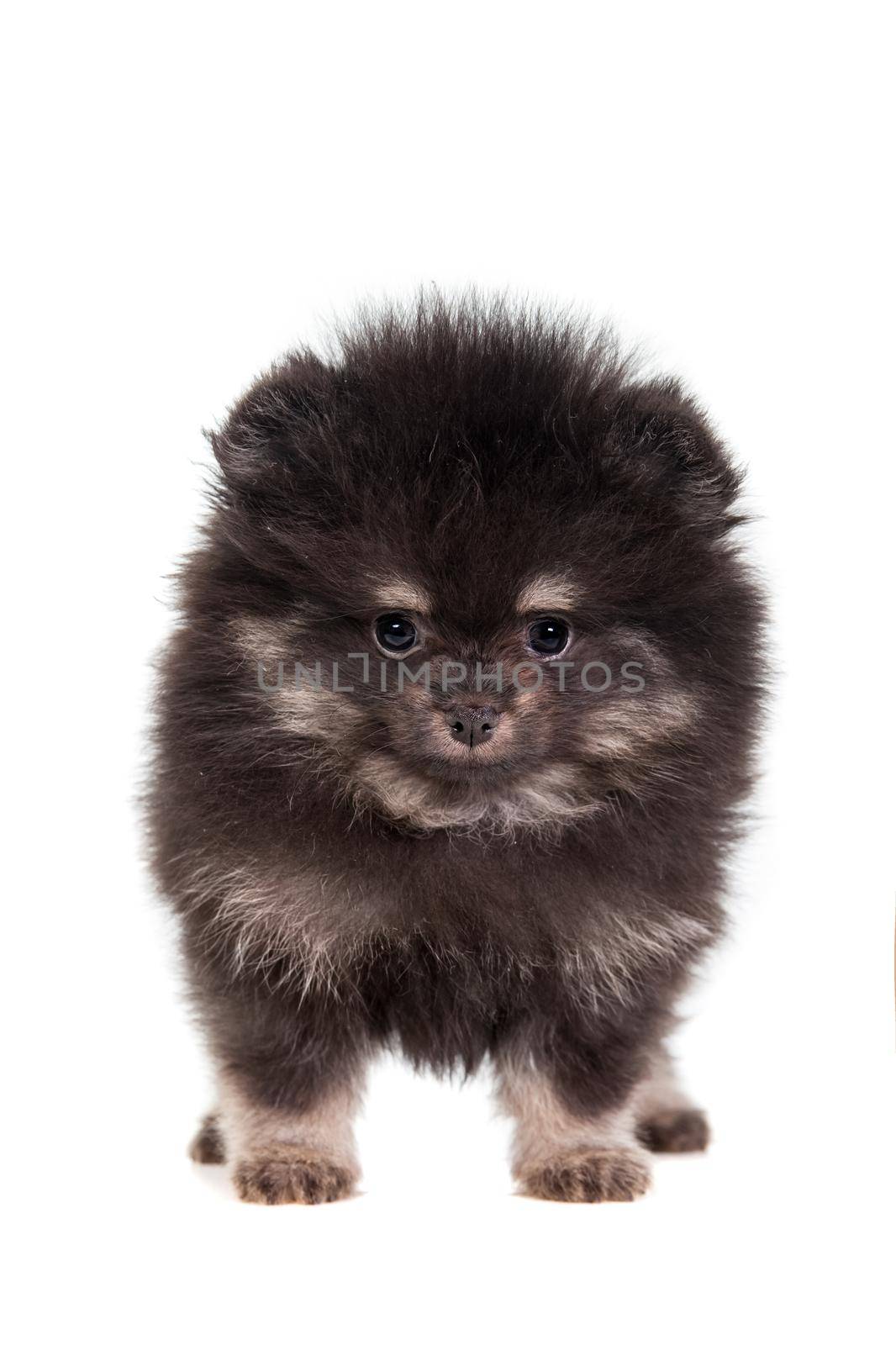 Miniature Spitz puppy on white by RosaJay