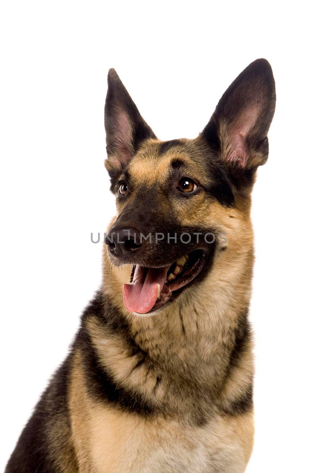 The East-european dog isolated on the white background