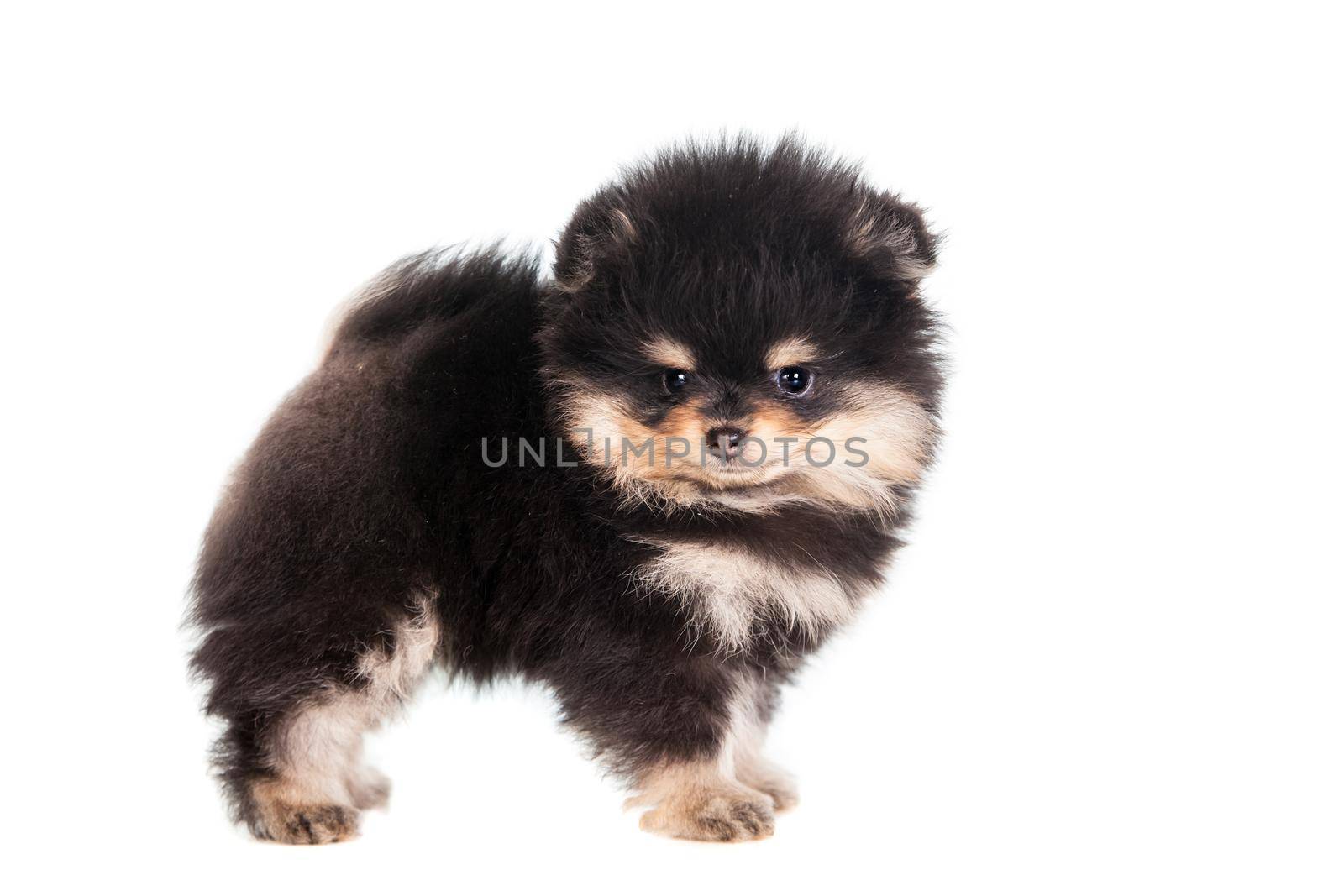 Miniature Spitz puppy standing on white background