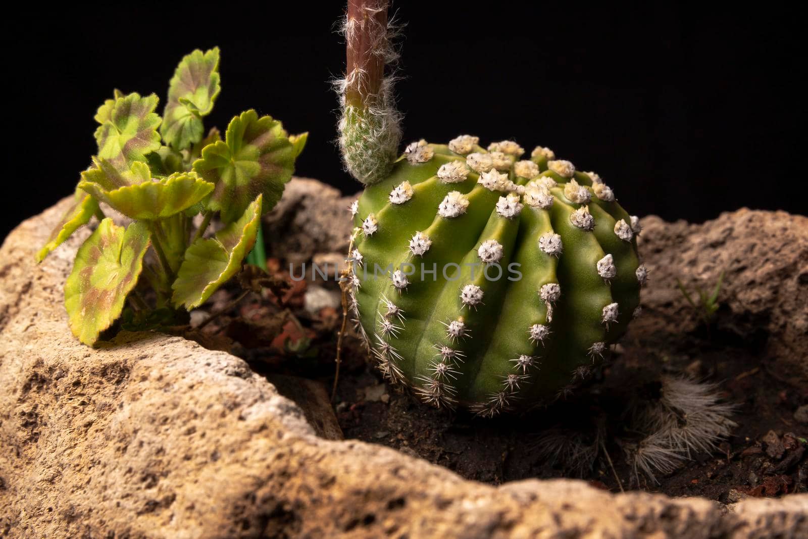 Echinopsis subdenudata cactus by hayaship