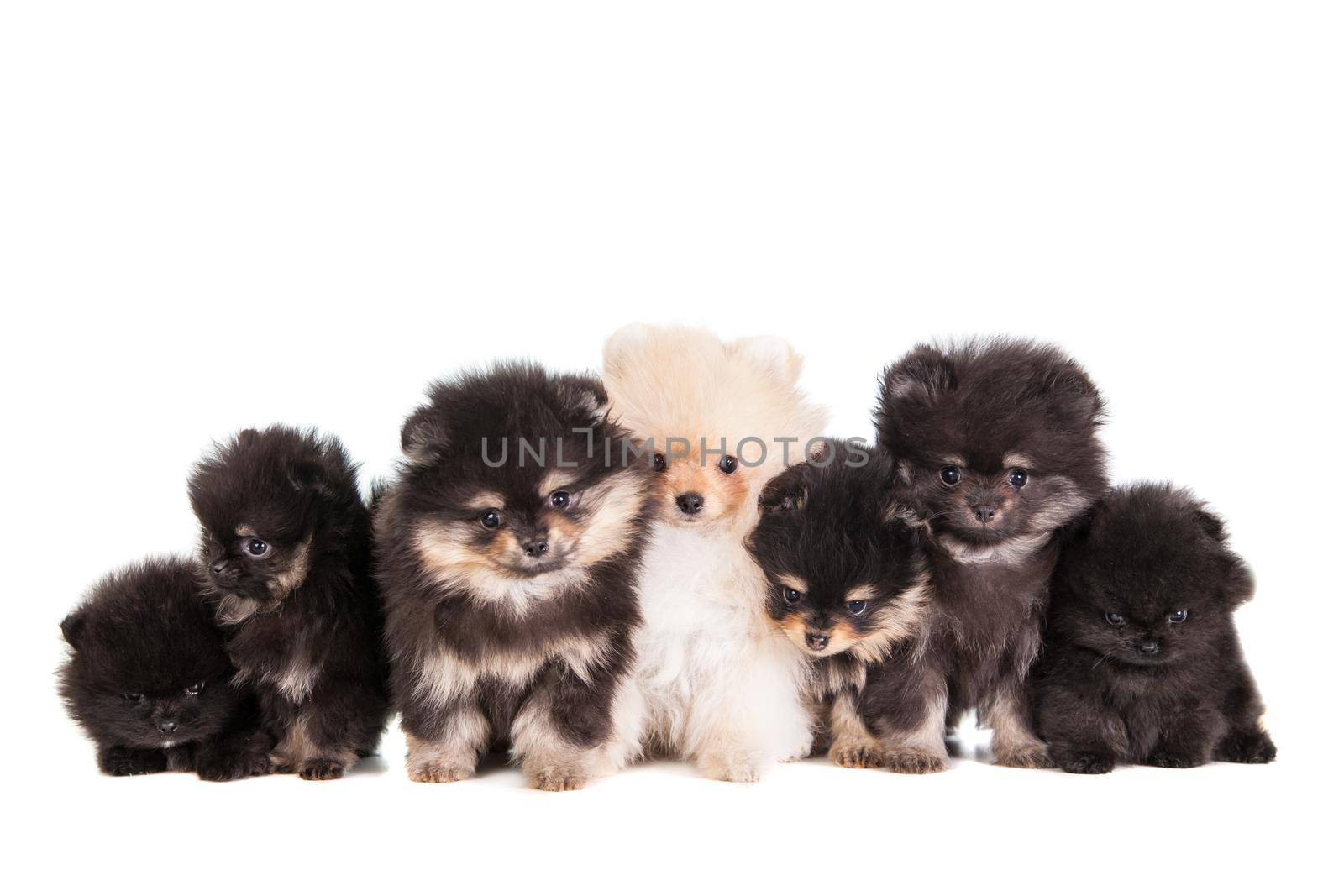 Funny Pomeranian Puppies group on a white background