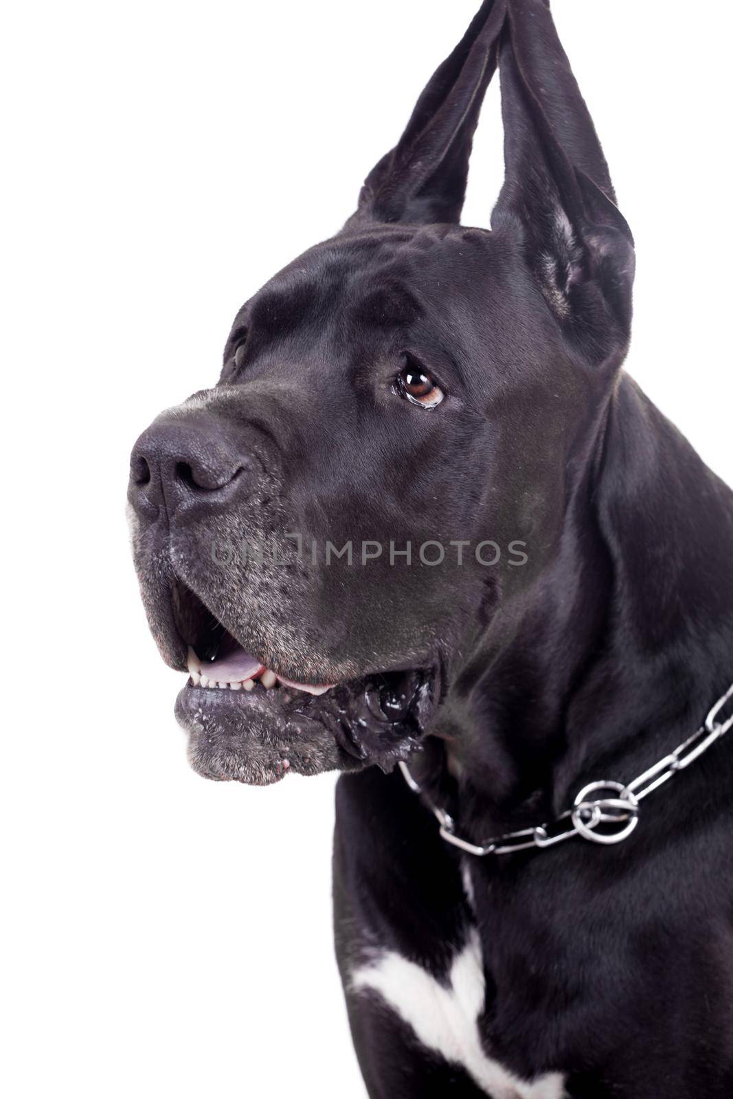 Black Great Dane isolated on white background