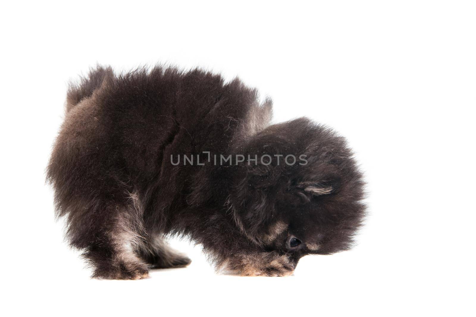 Miniature Spitz puppy standing on white background