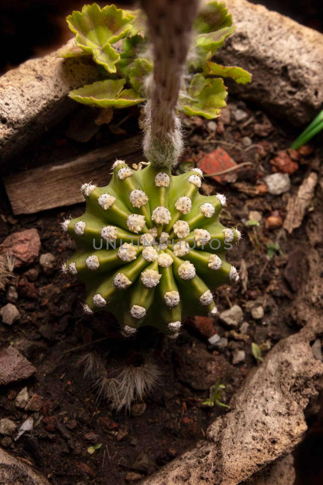 top view of Echinopsis subdenudata cactus in stone plantpot. Commonly called Domino Cactus or Easter Lily Cactus