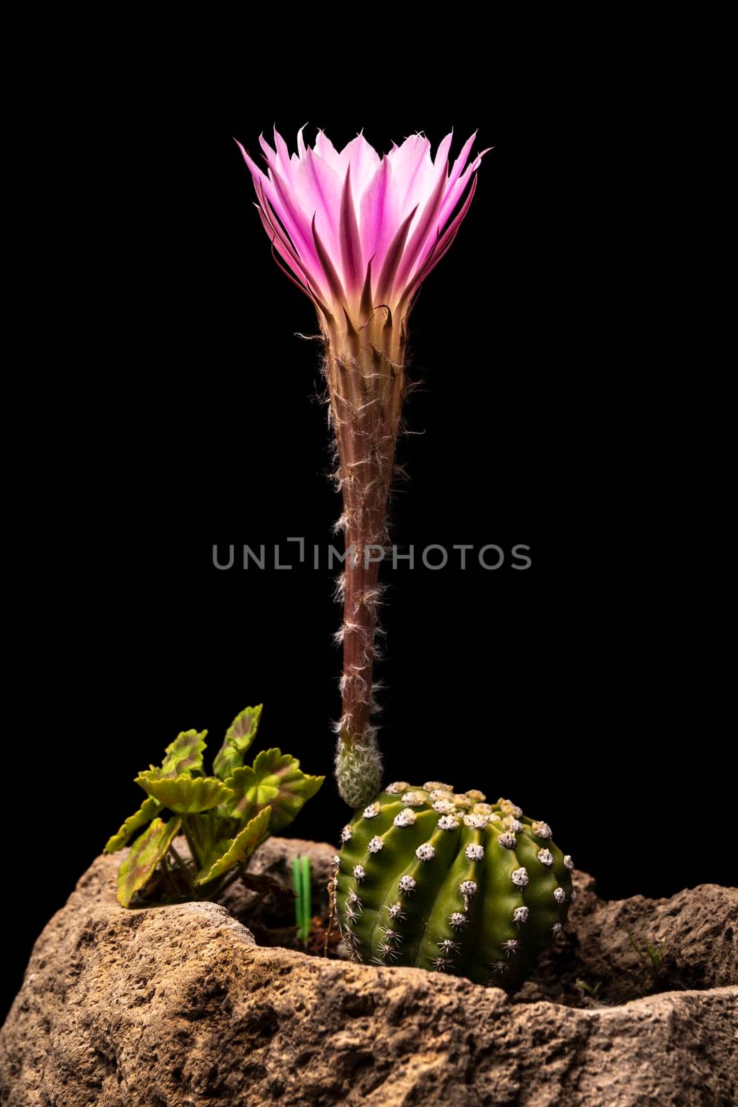 Echinopsis subdenudata commonly called Domino Cactus. Cactus blooming (Easter Lily Cactus) on black background