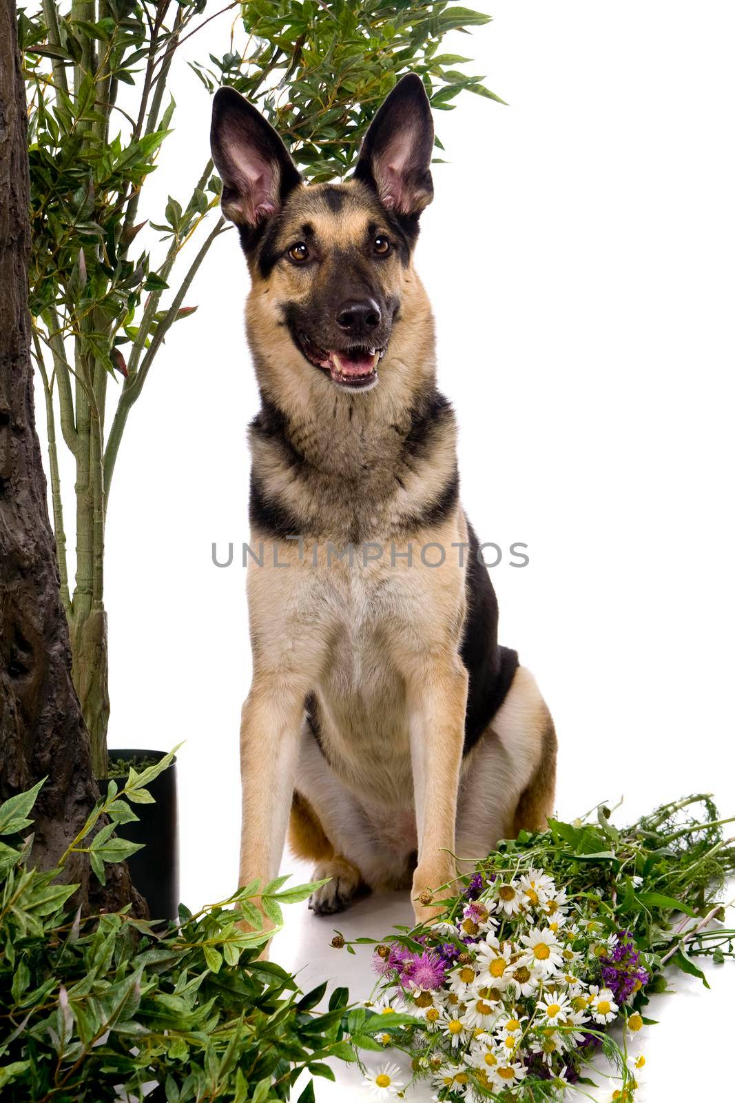 The East-european dog isolated on the white background