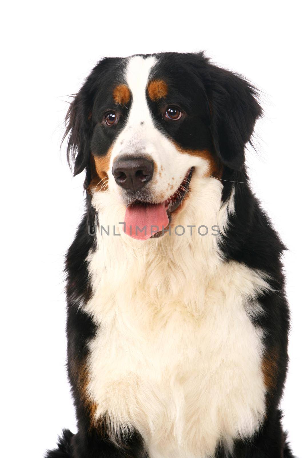 Bernese mountain dog, Berner Sennenhund, on white background