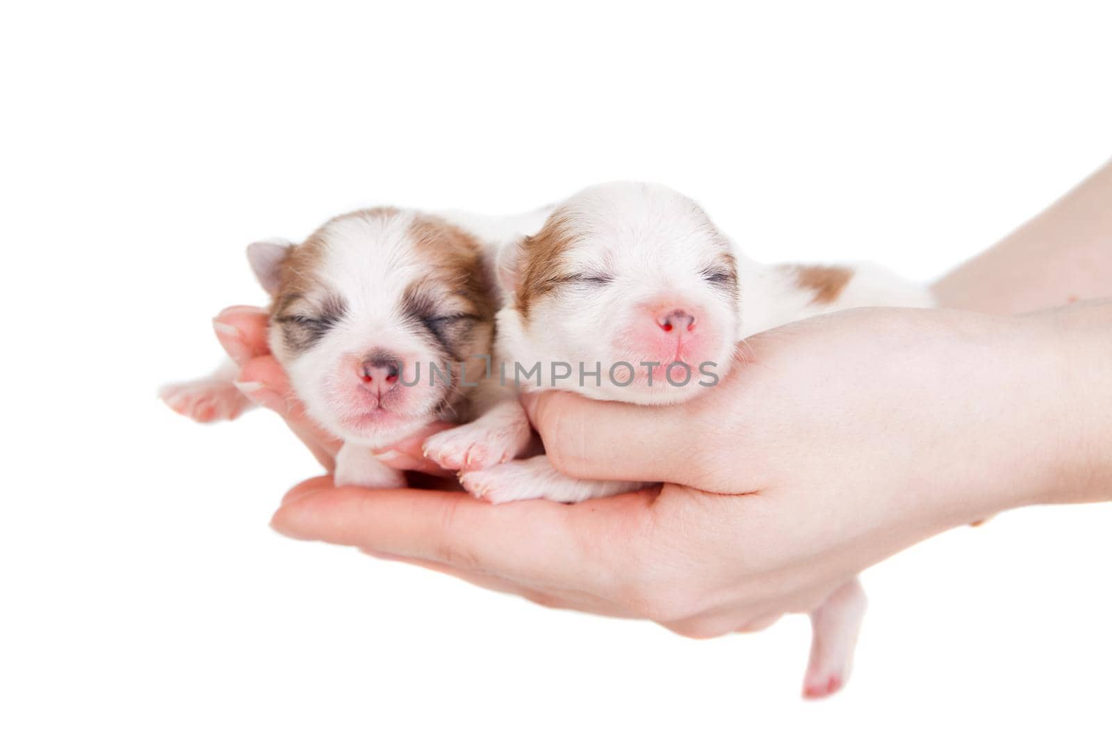 Cute Baby Puppies Being Held in Human Hands