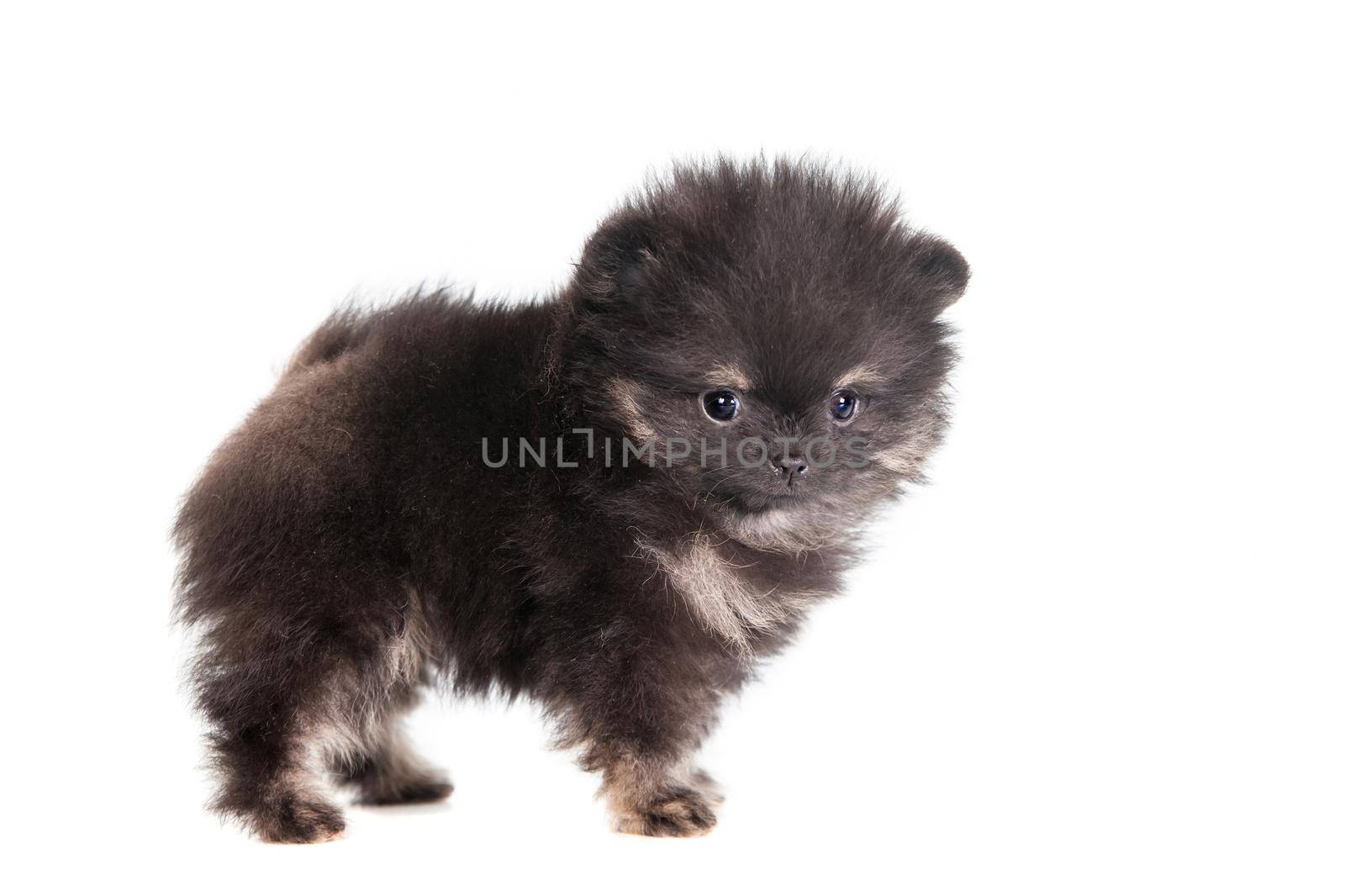 Miniature Spitz puppy standing on white background