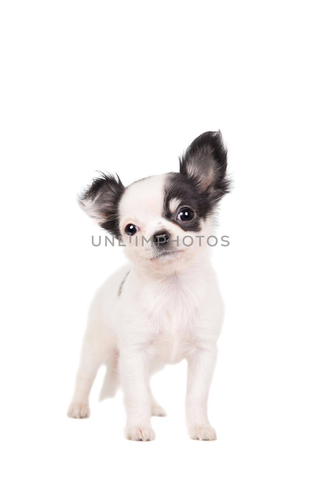 Long-haired white chihuahua dog on a white background