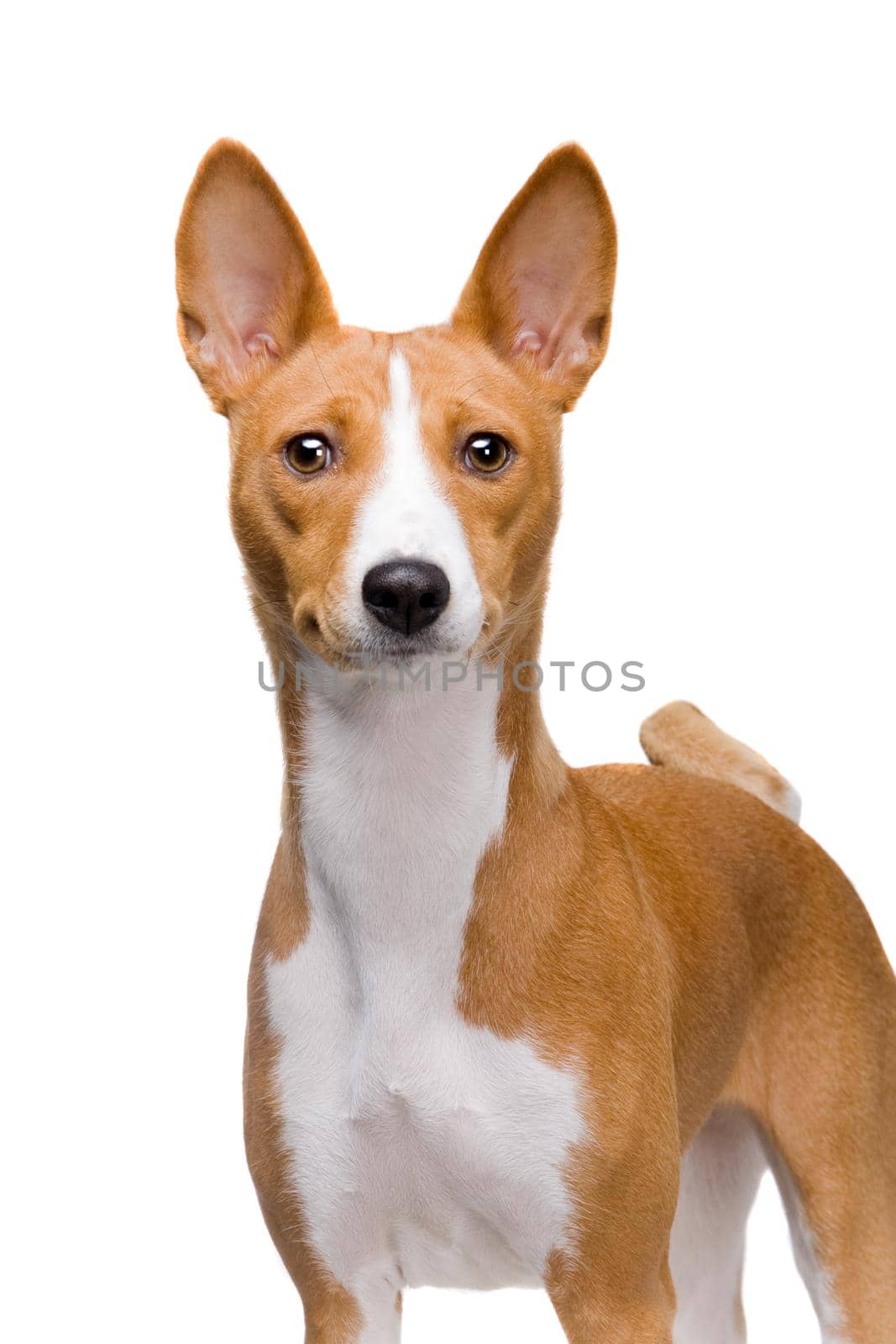 Red basenji dog isolated on white background