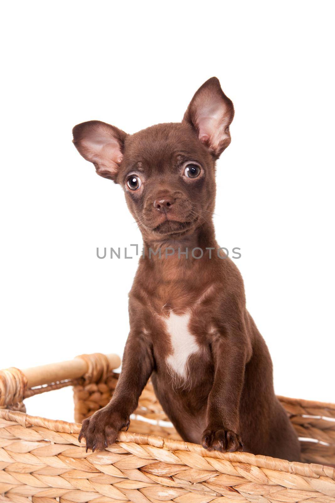 Chocolate Chihuahua puppy on white by RosaJay