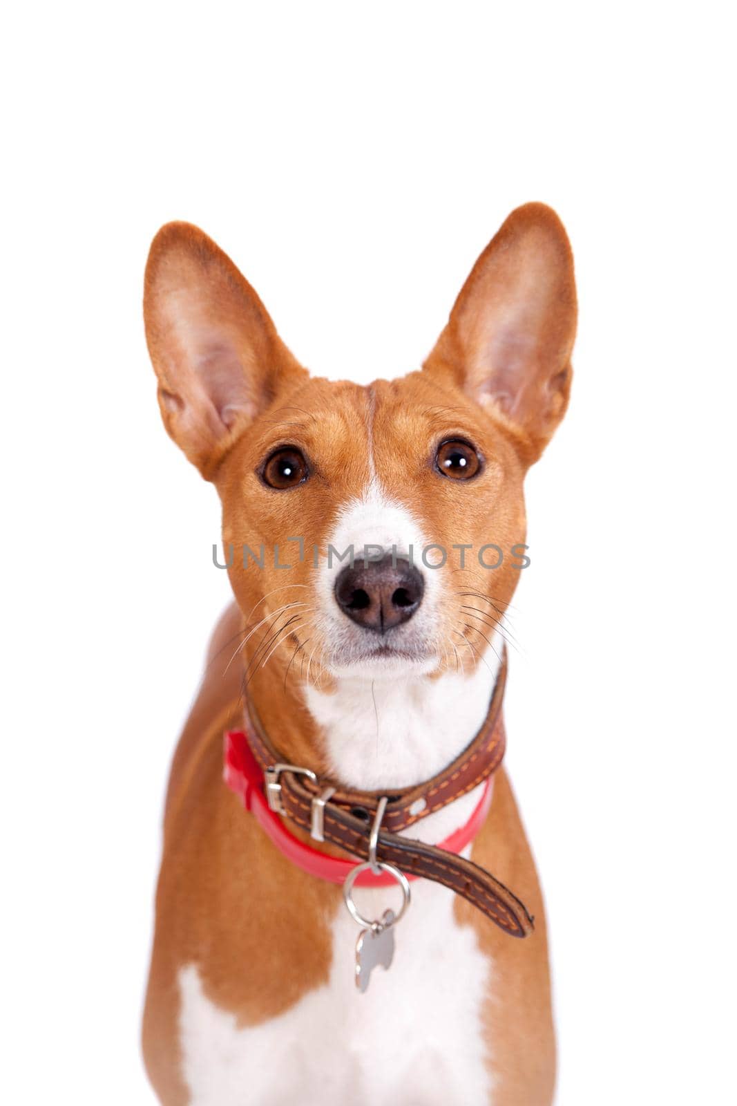 Basenji dog, 2 years old, isolated on white background