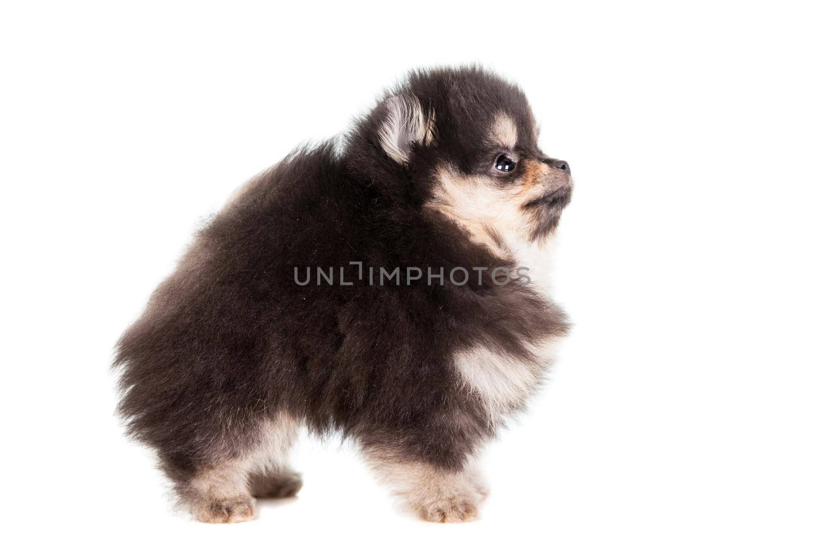 Miniature Spitz puppy standing on white background