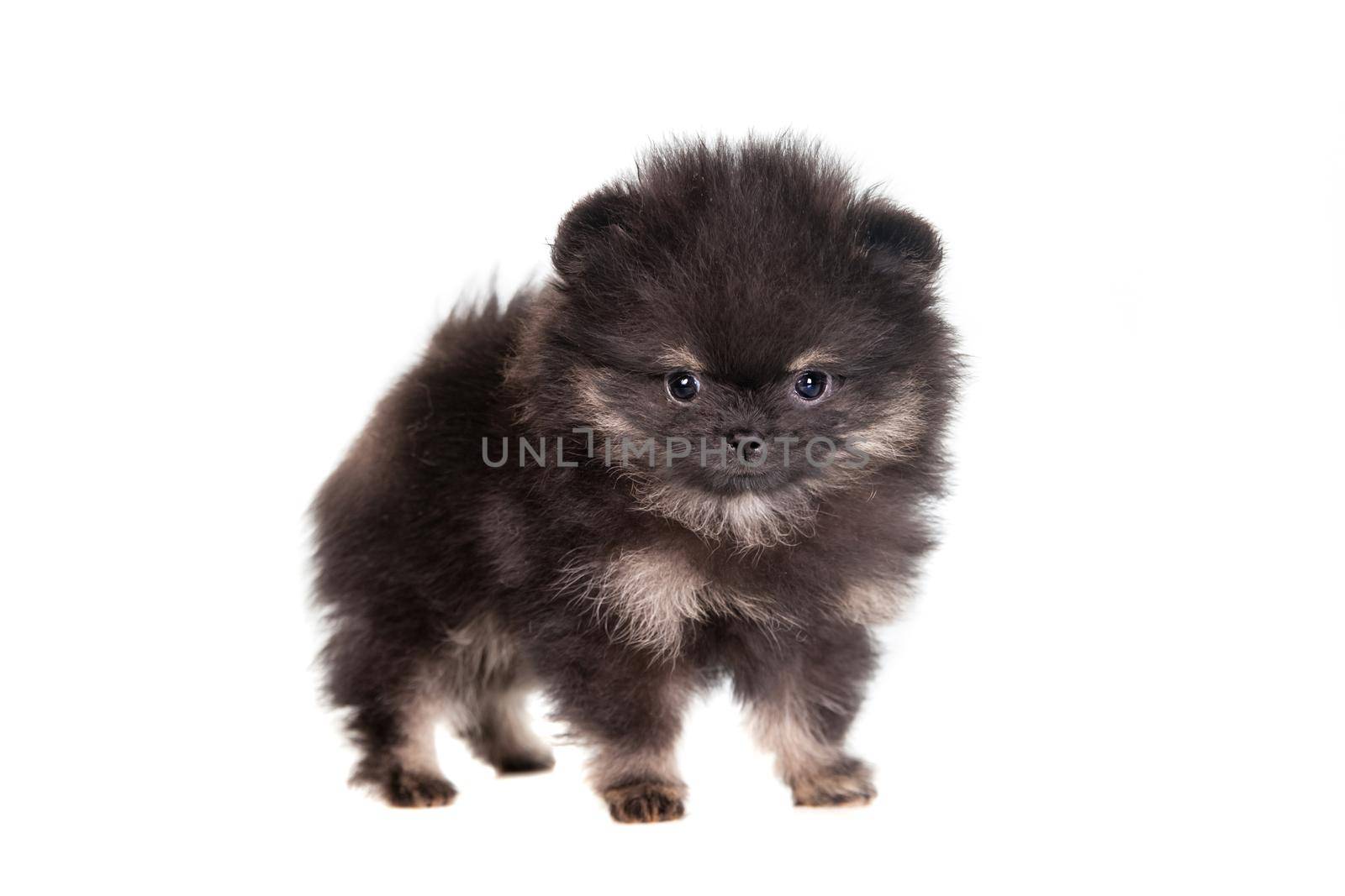 Miniature Spitz puppy standing on white background