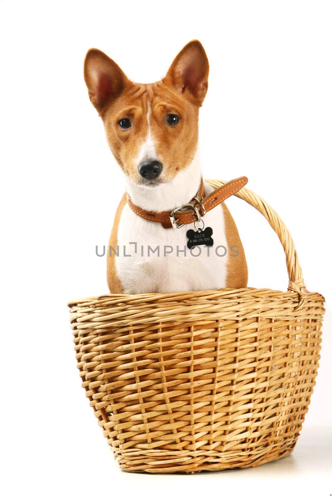 Basenji sits in the basket isolated on the white background