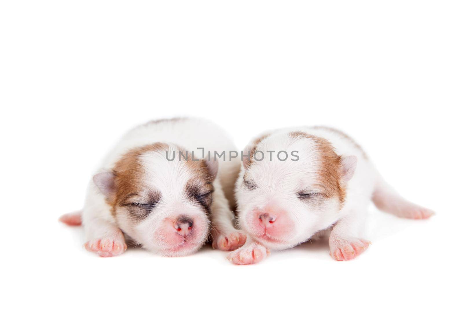 Sleeping Newborn Puppy isolated on White background