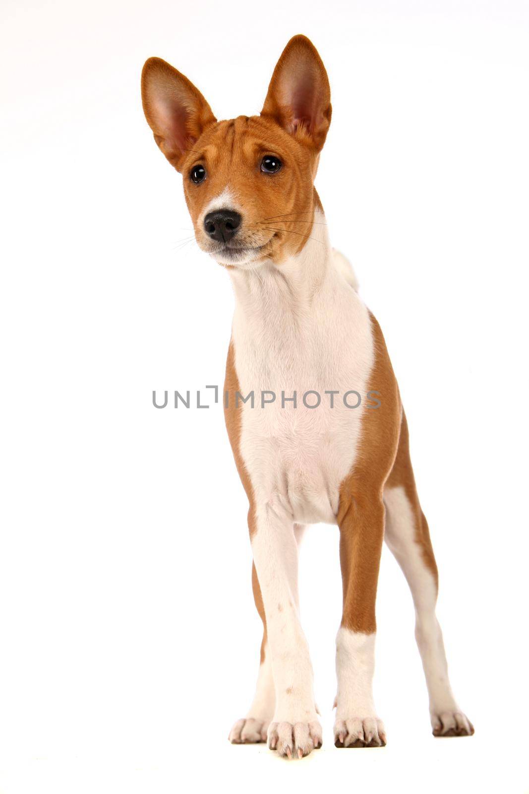 Little Basenji puppy on white by RosaJay