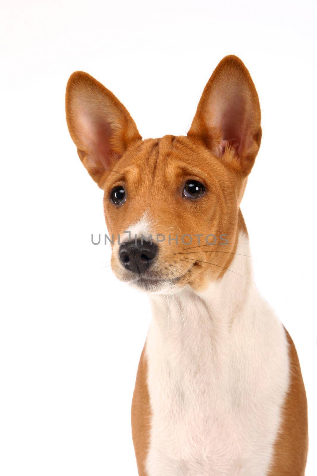 Little Basenji puppy, 2 month, on the white background