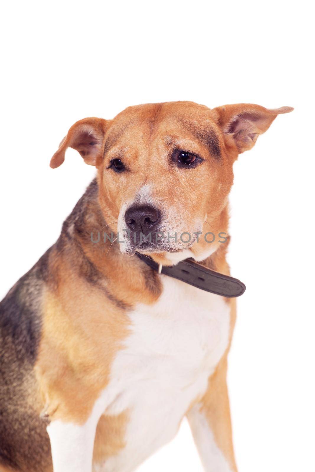 Mixed breed dog, half russian hound and Pit bull isolated on the white background