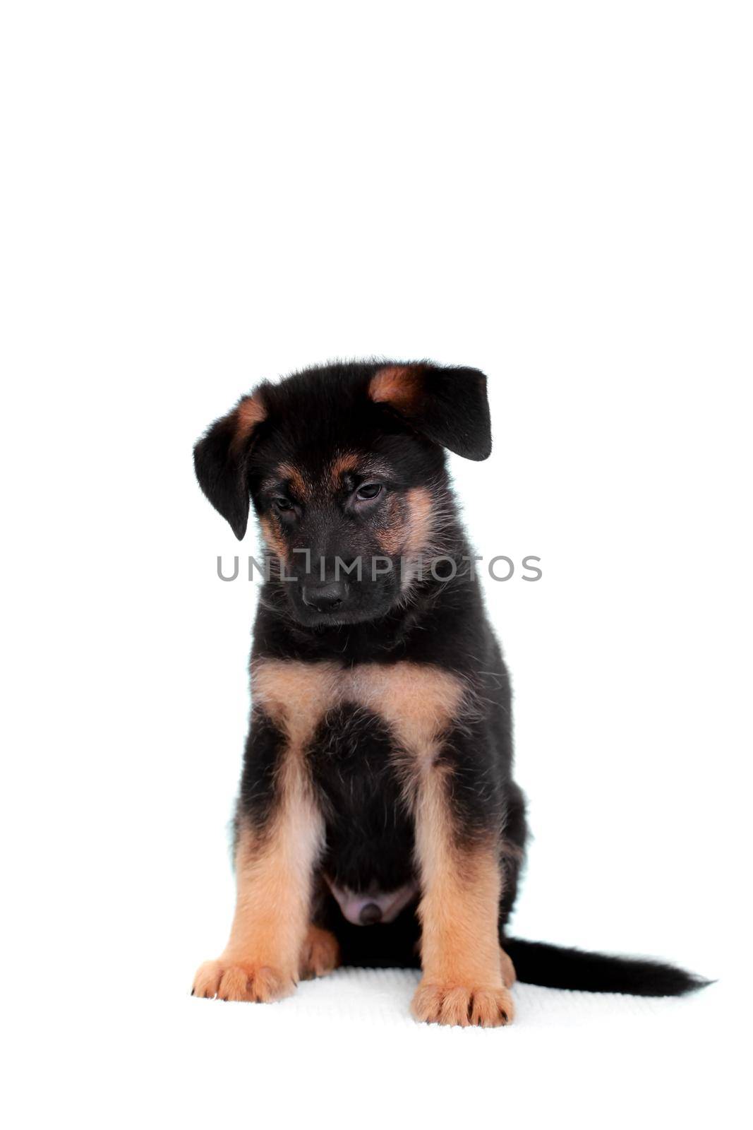 German shepherd puppy isolated on white background