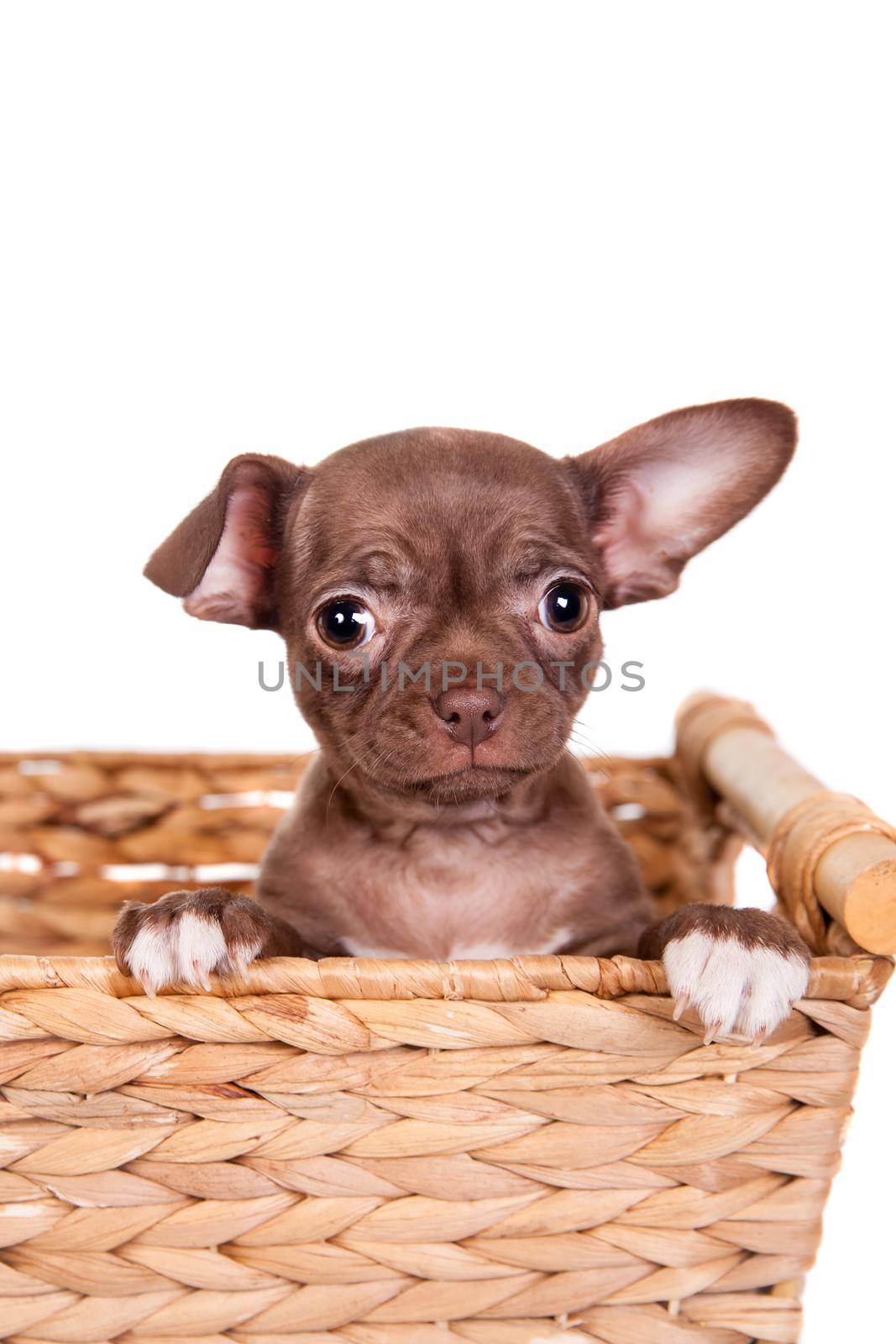 Chocolate Chihuahua puppy on white by RosaJay