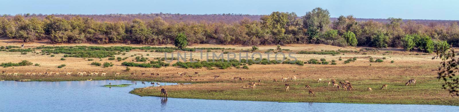 Landscape with antelopes in Kruger National park, South Africa by PACOCOMO