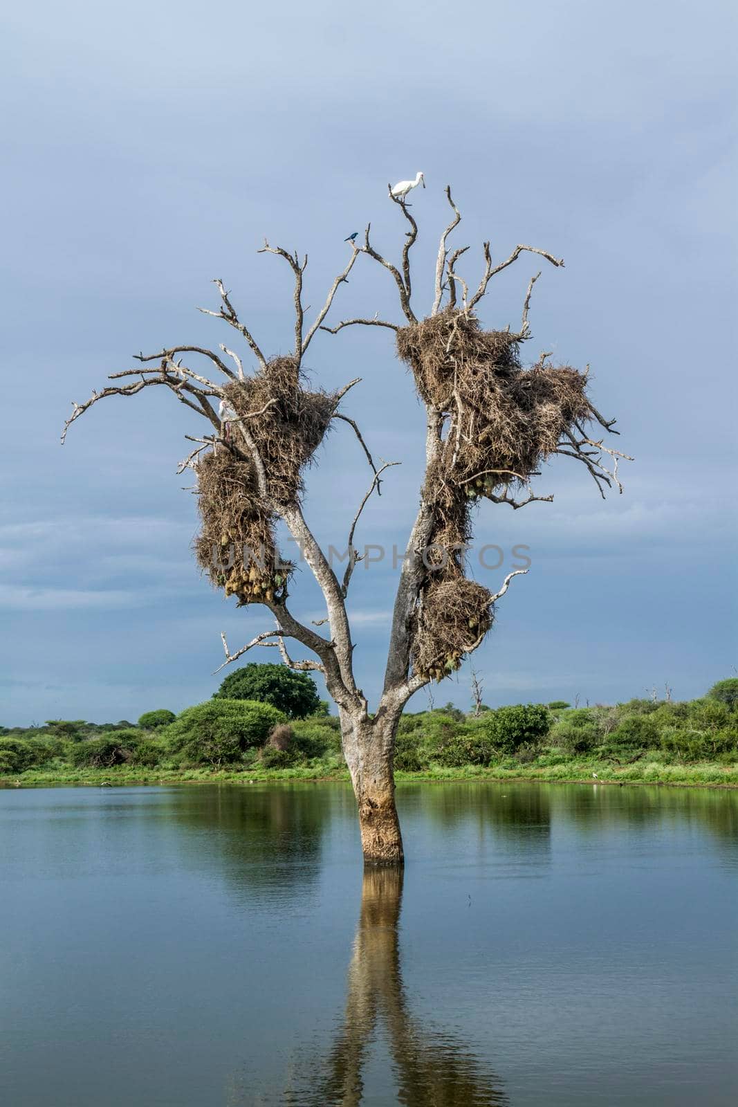 Dead tree with weaver nest and african spoonbill in Kruger National park, South Africa