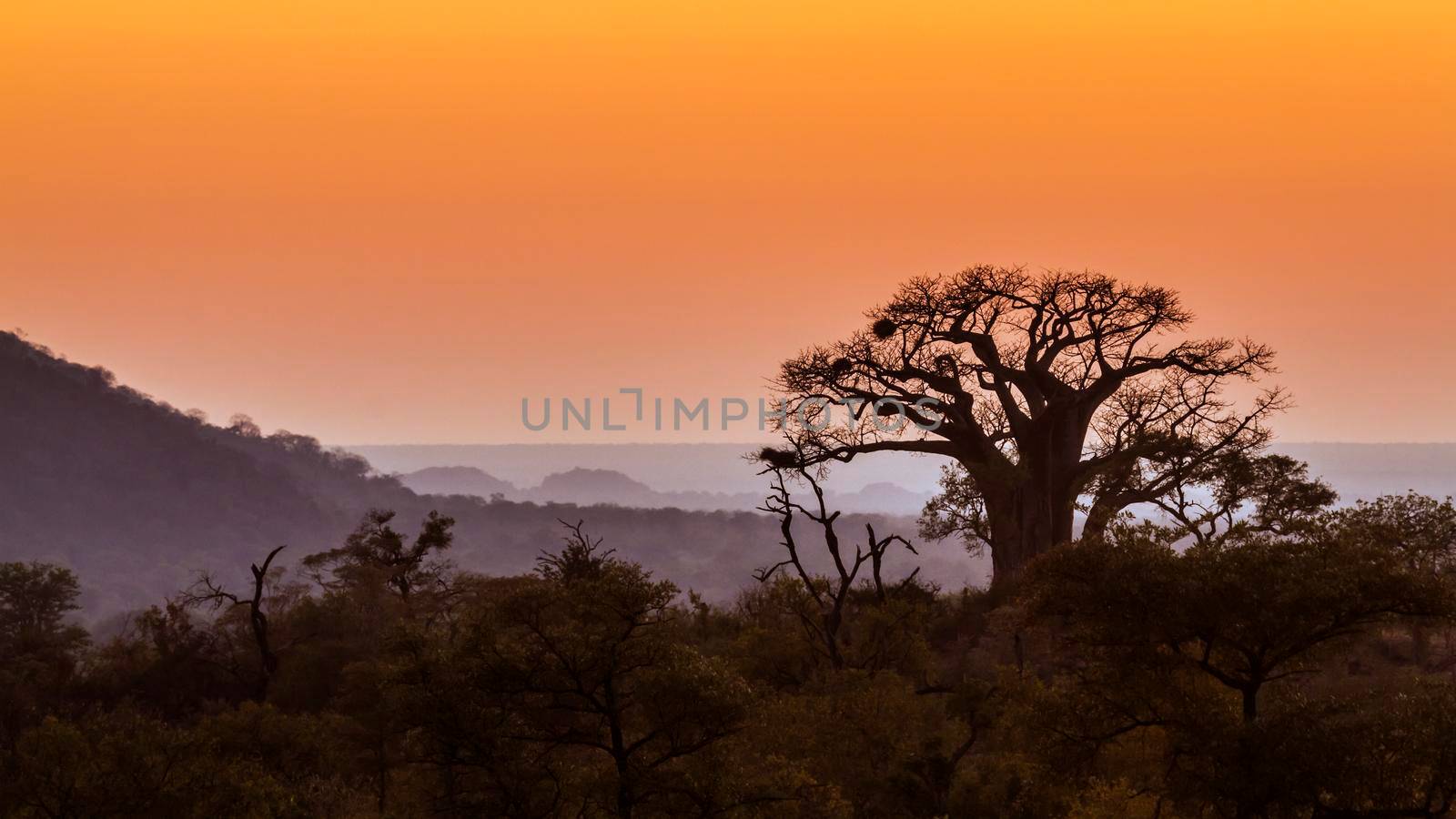 Landscape with Baobab in Kruger National park, South Africa by PACOCOMO