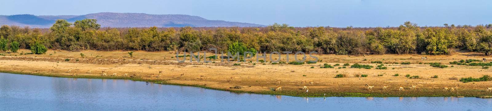 in Kruger National park, South Africa by PACOCOMO