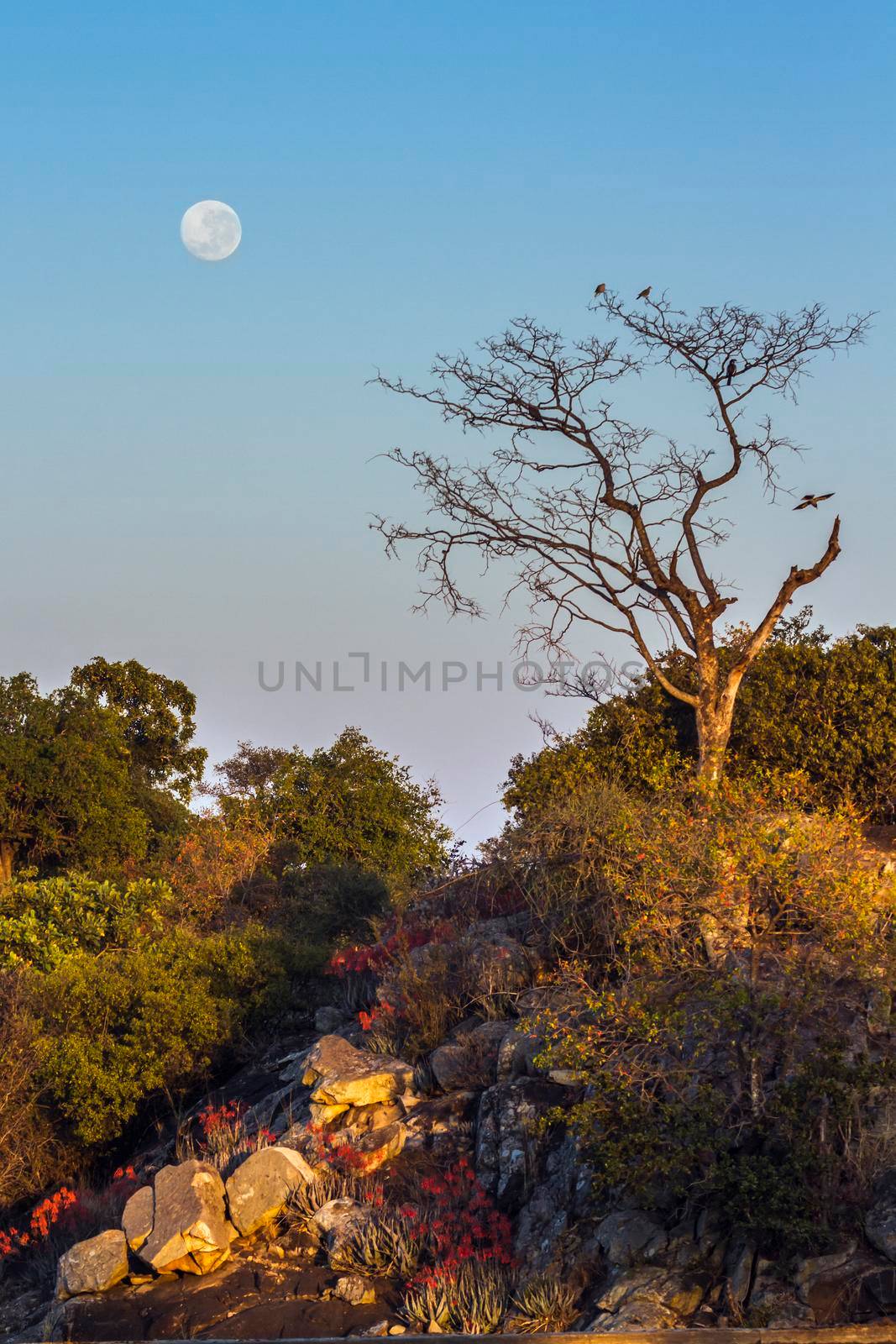 Punda Maria landscape