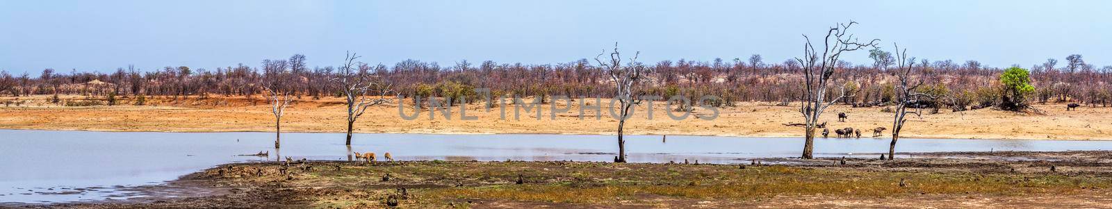 common impala;african buffalo;chacma baboon;