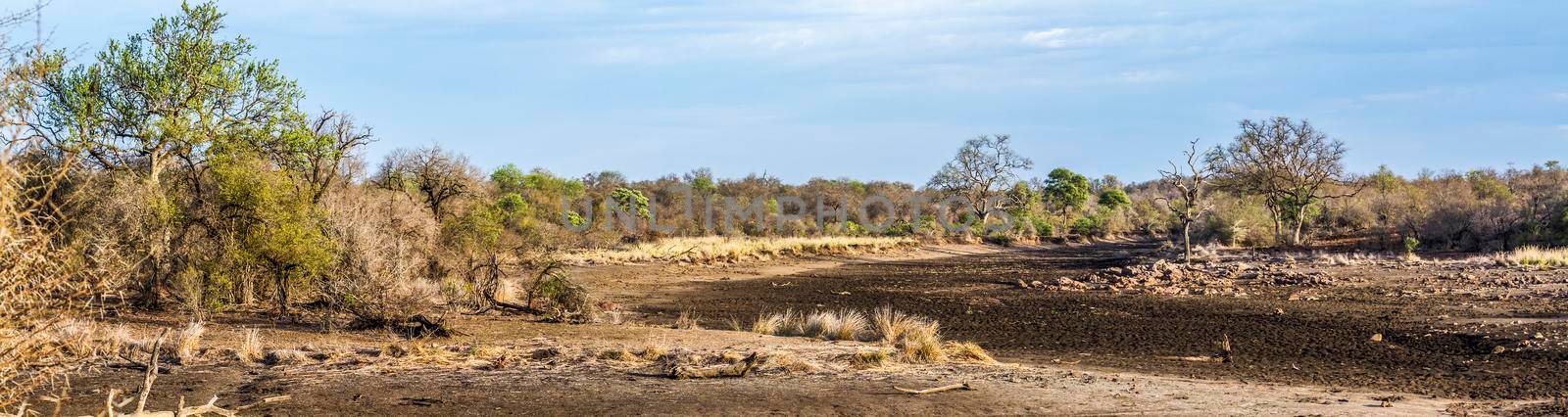 Drought landscape in Kruger National park, South Africa