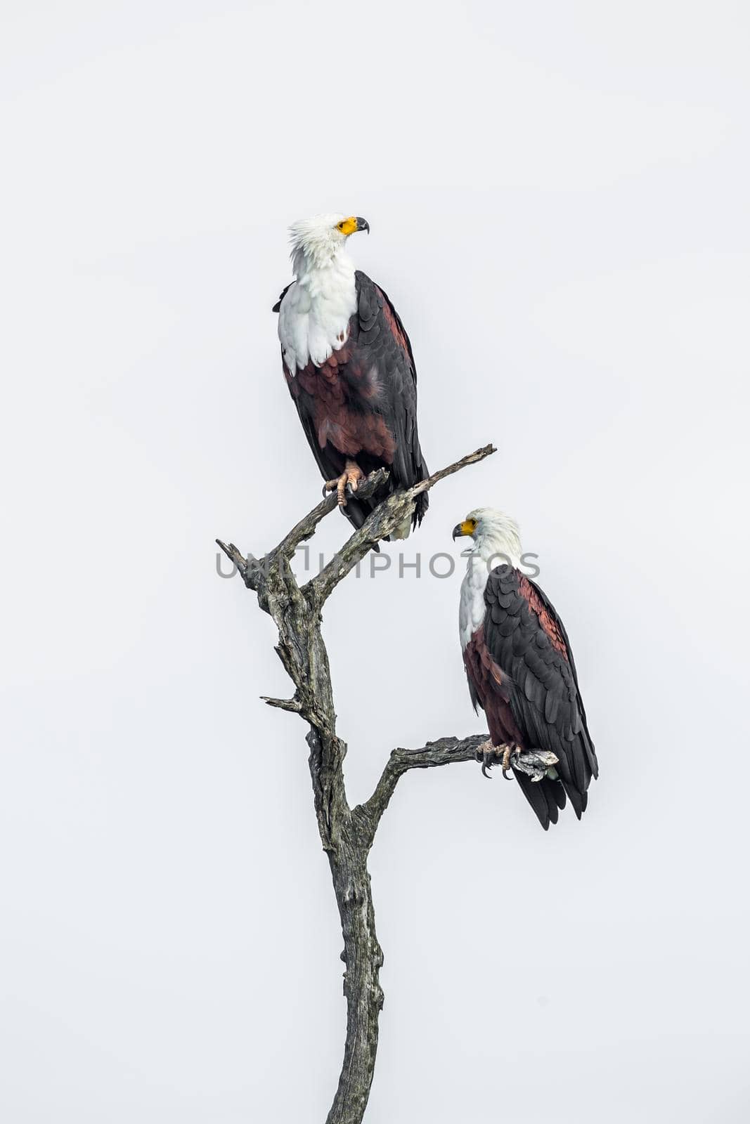 African fish eagle couple isolated in white background in Kruger National park, South Africa ; Specie Haliaeetus vocifer family of Accipitridae