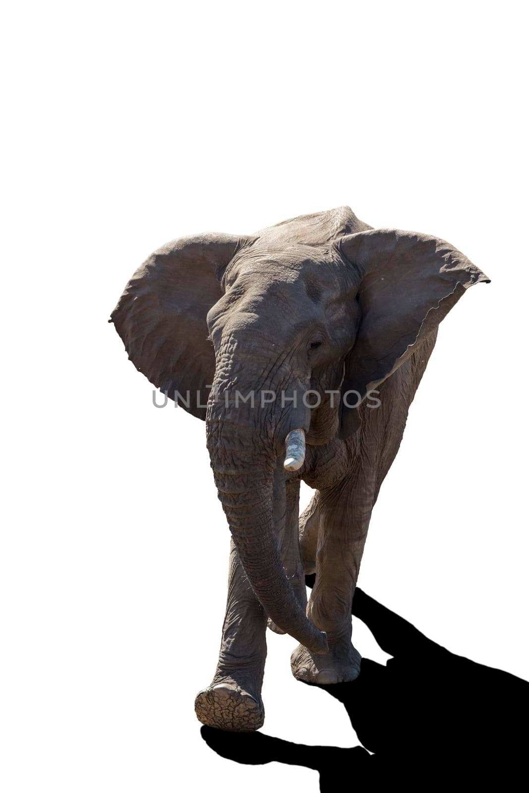 African bush elephant walking isolated in white background in Kruger National park, South Africa ; Specie Loxodonta africana family of Elephantidae